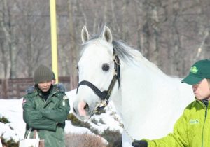 かわいい馬