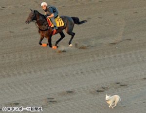 馬と犬