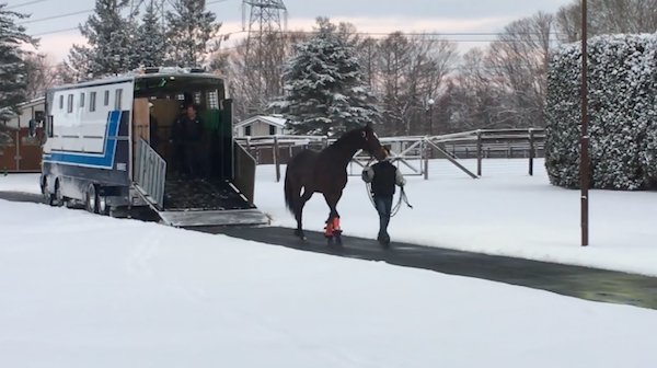 雪にびびって馬運車から降りるのを拒否するキタサンブラックがかわいすぎるｗｗｗｗｗ