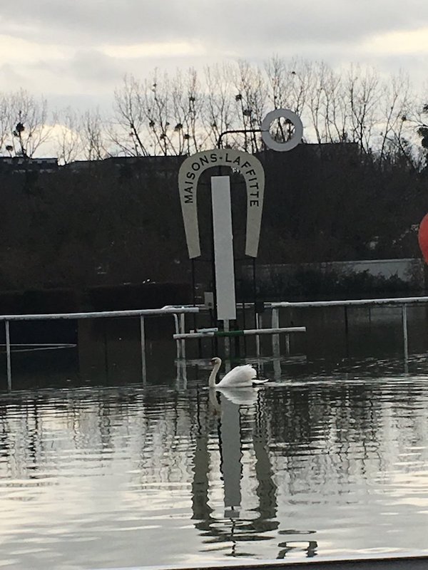 フランスのセーヌ川が氾濫し競馬場が水没、ゴール板前を白鳥が通過