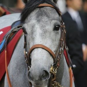 マウントロブソンが競走馬登録を抹消　今後は乗馬となる予定