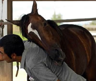 一番かわいい牝馬決めようぜ ケイバペディア