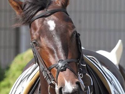 【無謀な】ラニ半弟ゼルクら日本馬4頭が米3冠競走に登録！！【挑戦！？】