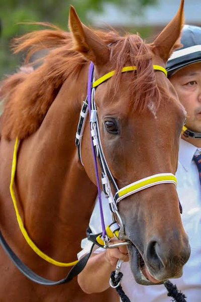 G1勝った牝馬で一番かわいい馬を決まるぞ お馬さん速報