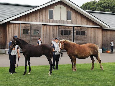 クリソプレーズとか言う繁殖牝馬ヤバくね？