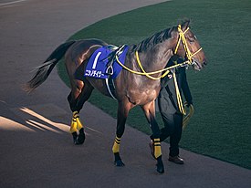 ニシノデイジーのデイジーって菊のことだよな　これフラグじゃね？