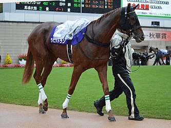 ラビットラン、繁殖入りが一転…地方の船橋競馬に移籍