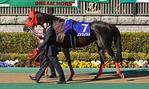 【悲報】ノンコノユメさん（G12勝）種牡馬になれずいまだに出走