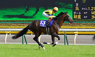 2019年新種牡馬の勝ち馬率