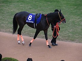 たったひとつの敗北で全てが狂った馬