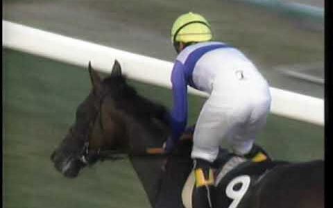 7戦7勝 無敗馬の実績