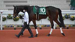 メイケイエールは京都牝馬Sから高松宮記念へ