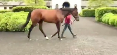 イーストスタッド、昨年欧州最優秀2歳牡馬のヴァンゴッホを新種牡馬として導入