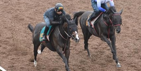 社台期待の話題の良血馬ファディッシュが来週いよデビュー！ 注目の鞍上も決定