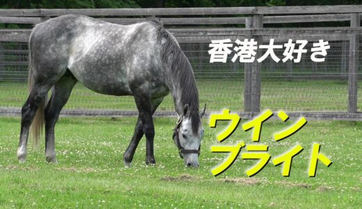 【悲報】藤岡兄、騎手人生の中で深く愛した馬に出会ったことがなかった