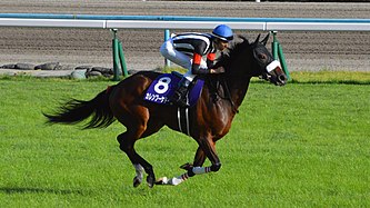 【最強の2勝馬】カレンブーケドール、現役を引退し北海道千歳市の社台ファームで繁殖入り……国枝栄調教師「子供たちでG1タイトルを獲ってほしい」