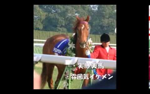 見た目がとても綺麗 かっこいい馬を教えてください 競馬情報まとめアンテナ