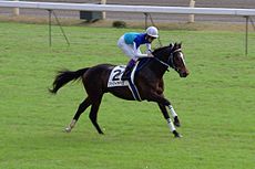 3歳で引退したG1馬で一番その後が見たいのはどの馬ですか？