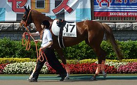 主戦がわからない馬