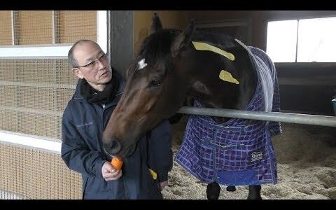 競走馬って普段何食べてるの？普通の馬みたいにニンジン食べてるの？