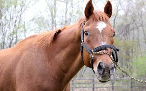 一発屋かと思ったら違った競走馬