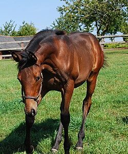 名種牡馬ダンシリ25歳で死す