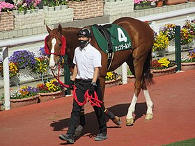 ウェスタールンド、引退……今後は乗馬になる